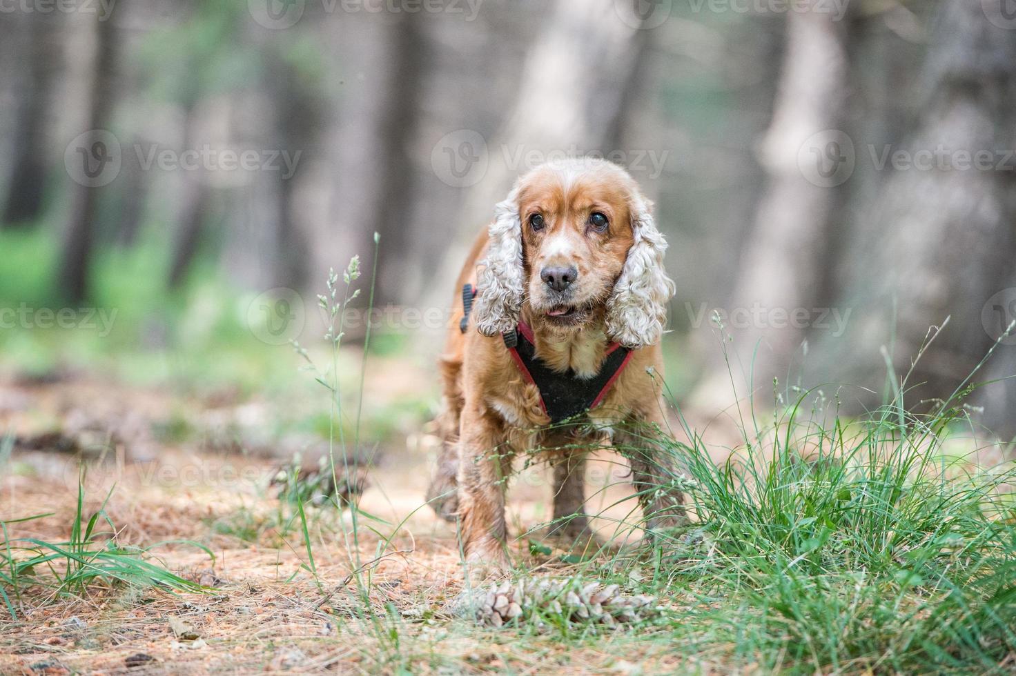 Young puppy dog English cocker spaniel while running on the grass photo