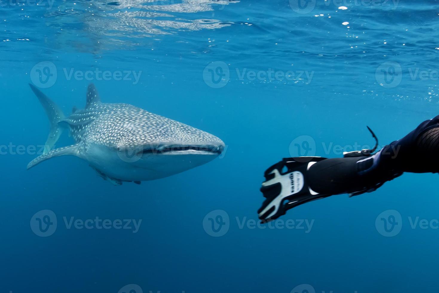 Whale Shark underwater approaching a scuba diver in the deep blue sea