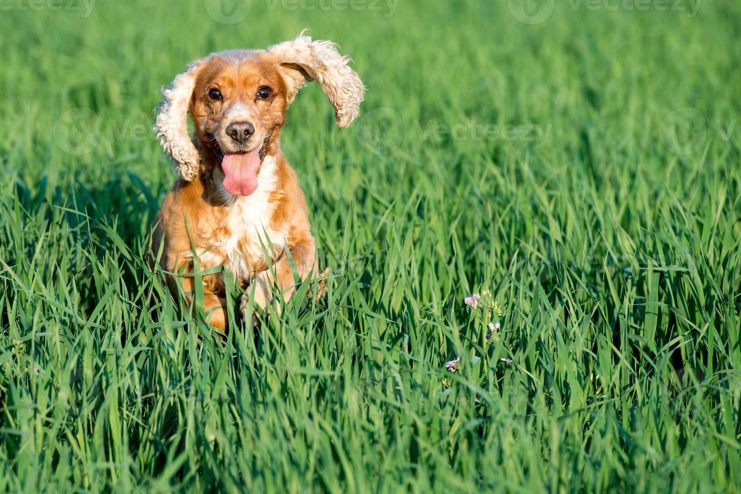 cachorro joven perro cocker spaniel inglés mientras corre sobre la hierba foto