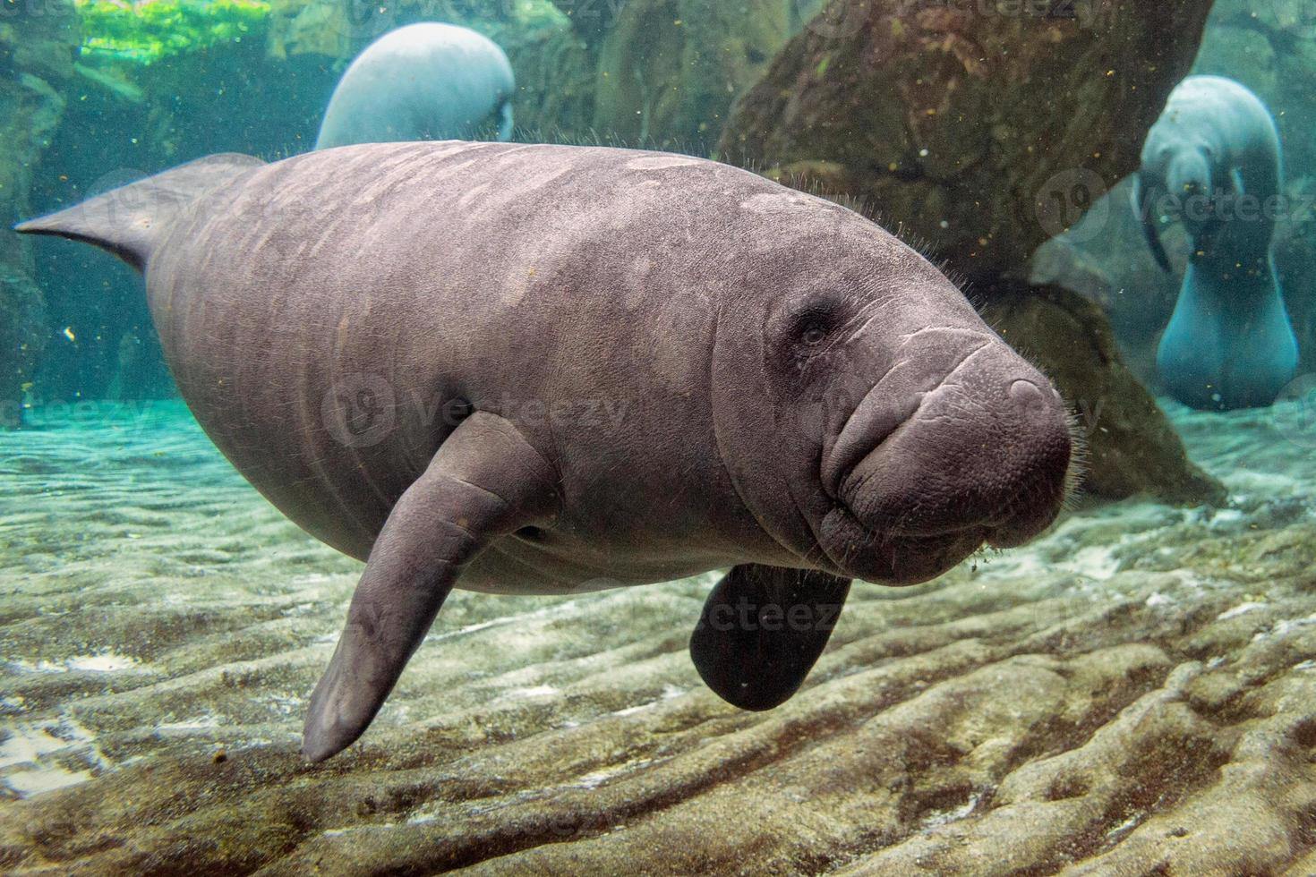 newborn baby manatee close up portrait photo