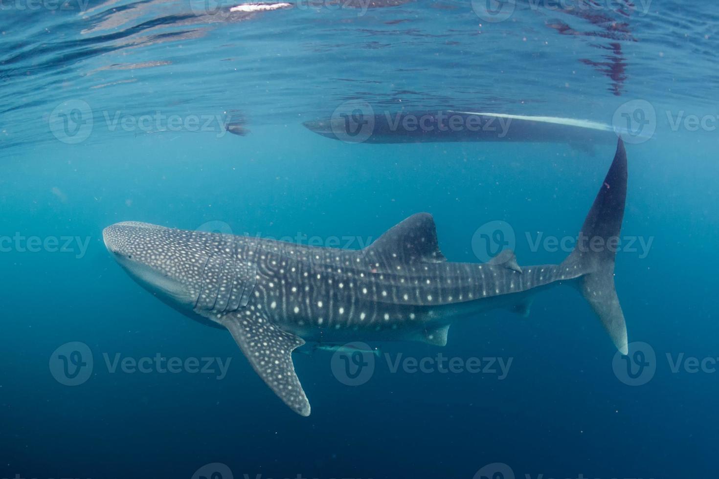 Whale Shark close up underwater portrait photo