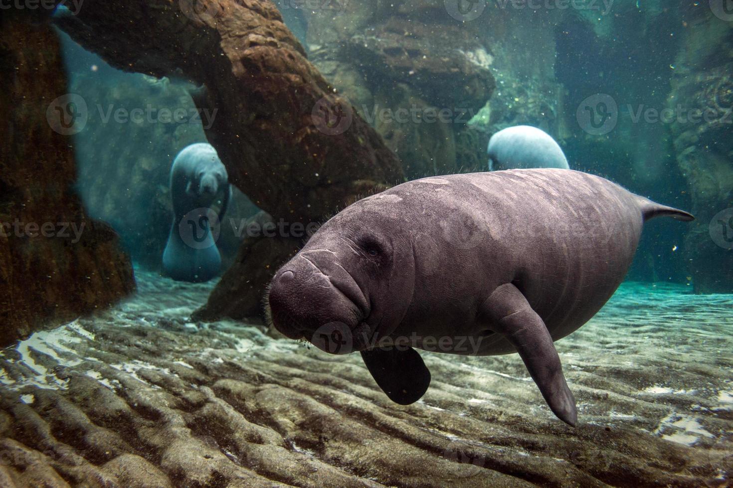 newborn baby manatee close up portrait photo