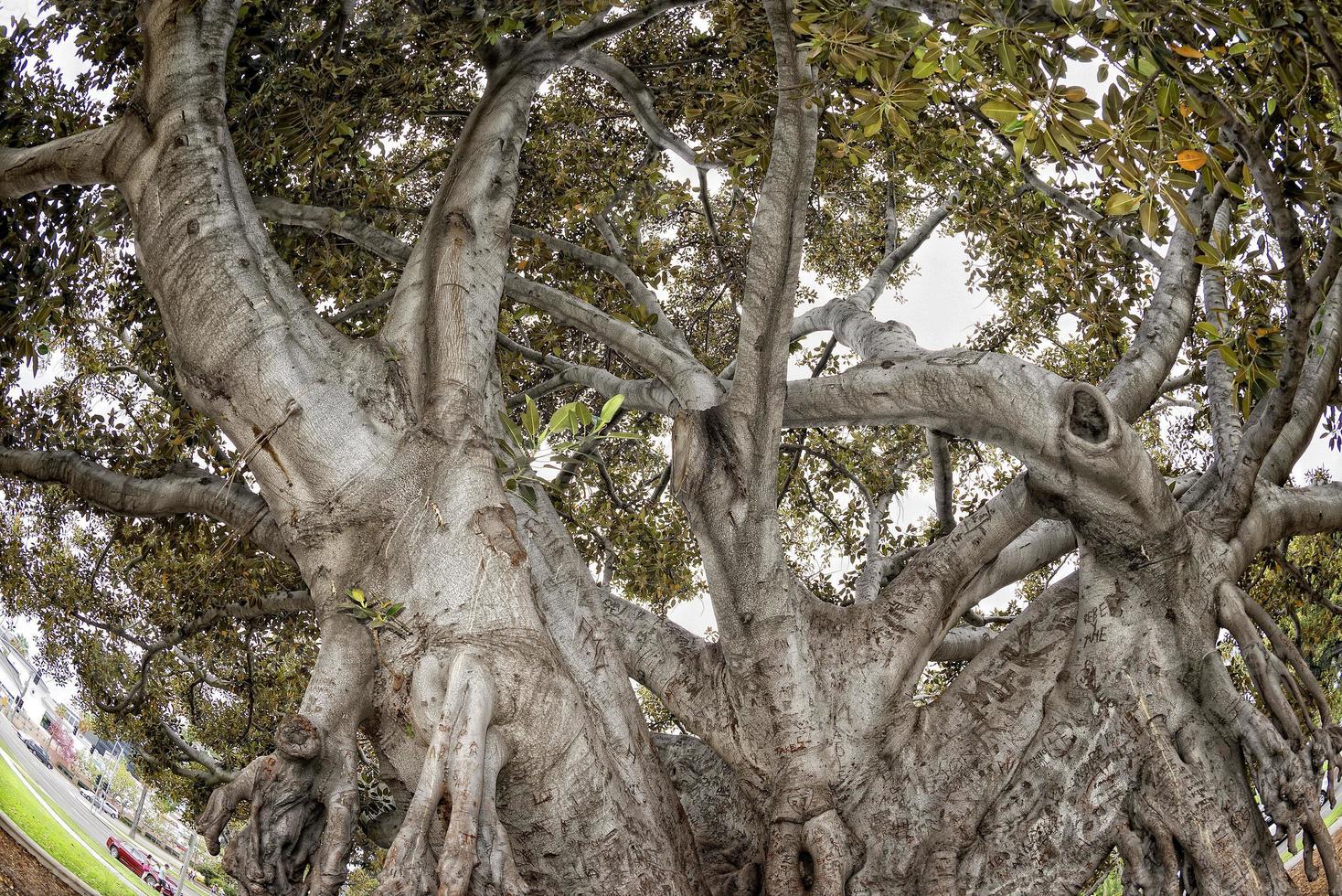 Giant tree near Beverly Hills photo