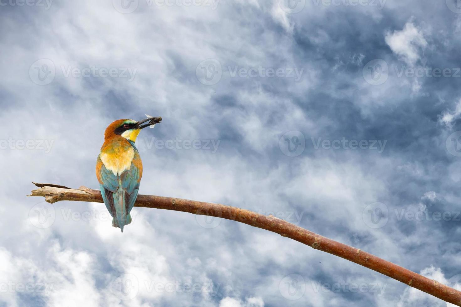 Bee eater on blue sky background photo