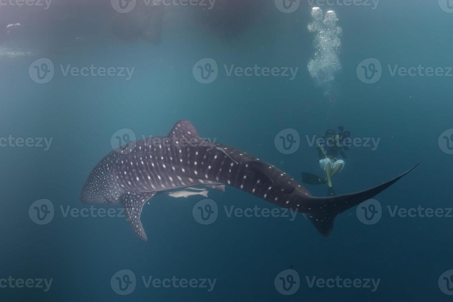 tiburón ballena de cerca retrato submarino foto