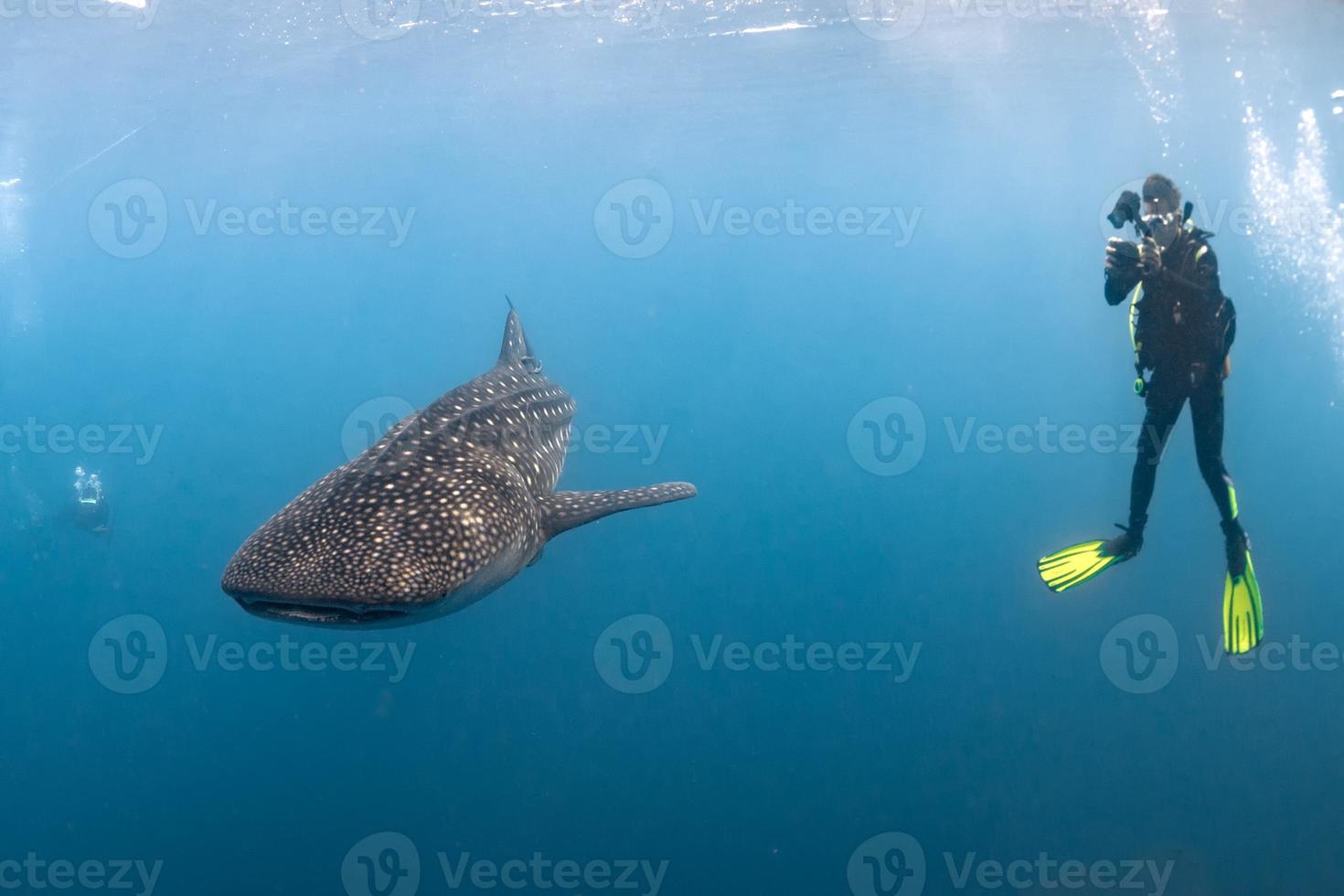 Whale Shark underwater approaching a scuba diver photo