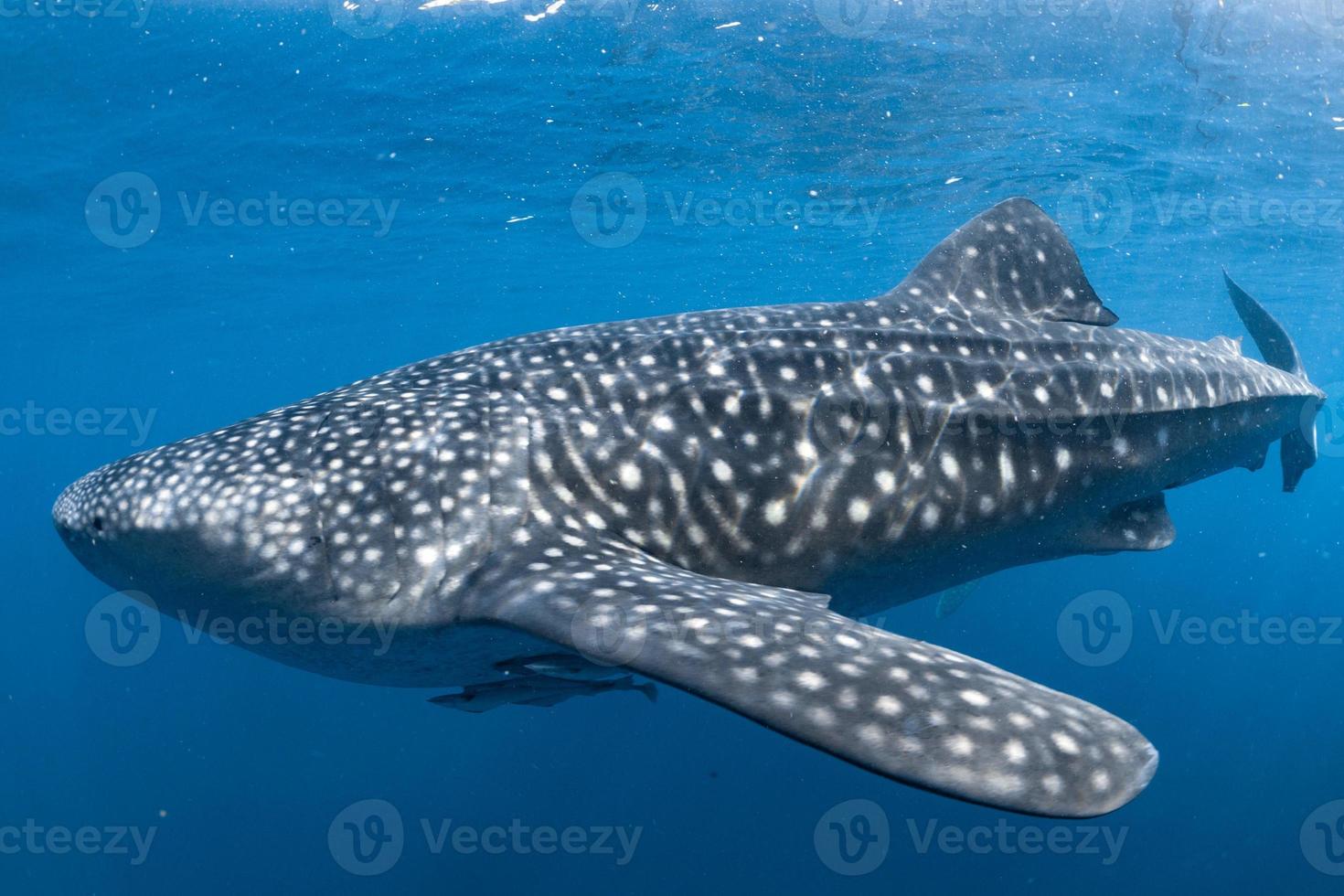 Whale Shark coming to you underwater close up portrait photo