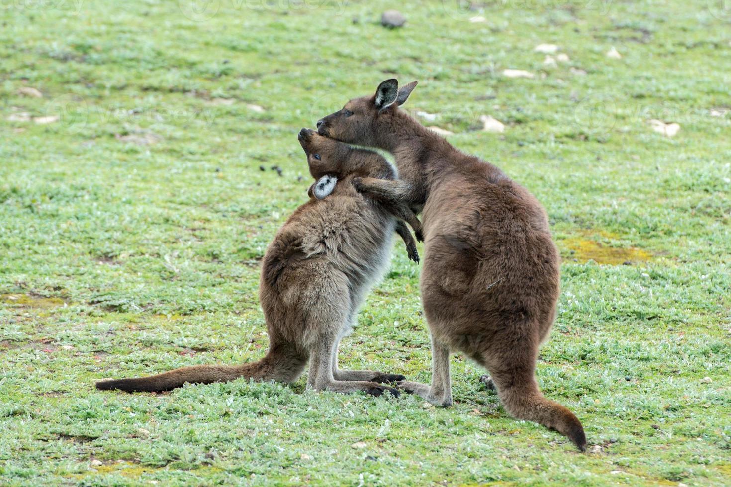 Kangaroos mother and son portrait photo