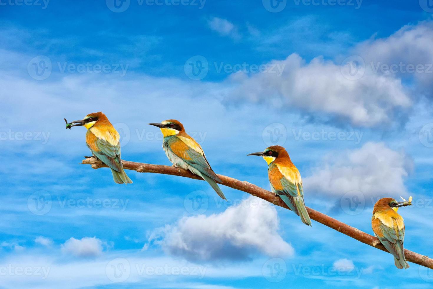 comedor de abejas sobre fondo de cielo azul foto