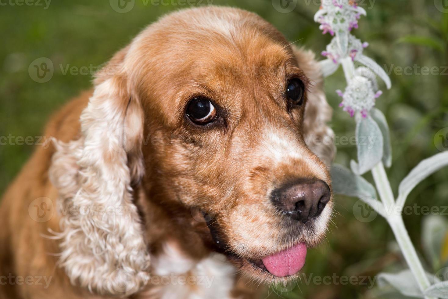 Dog puppy cocker spaniel portrait looking at you photo