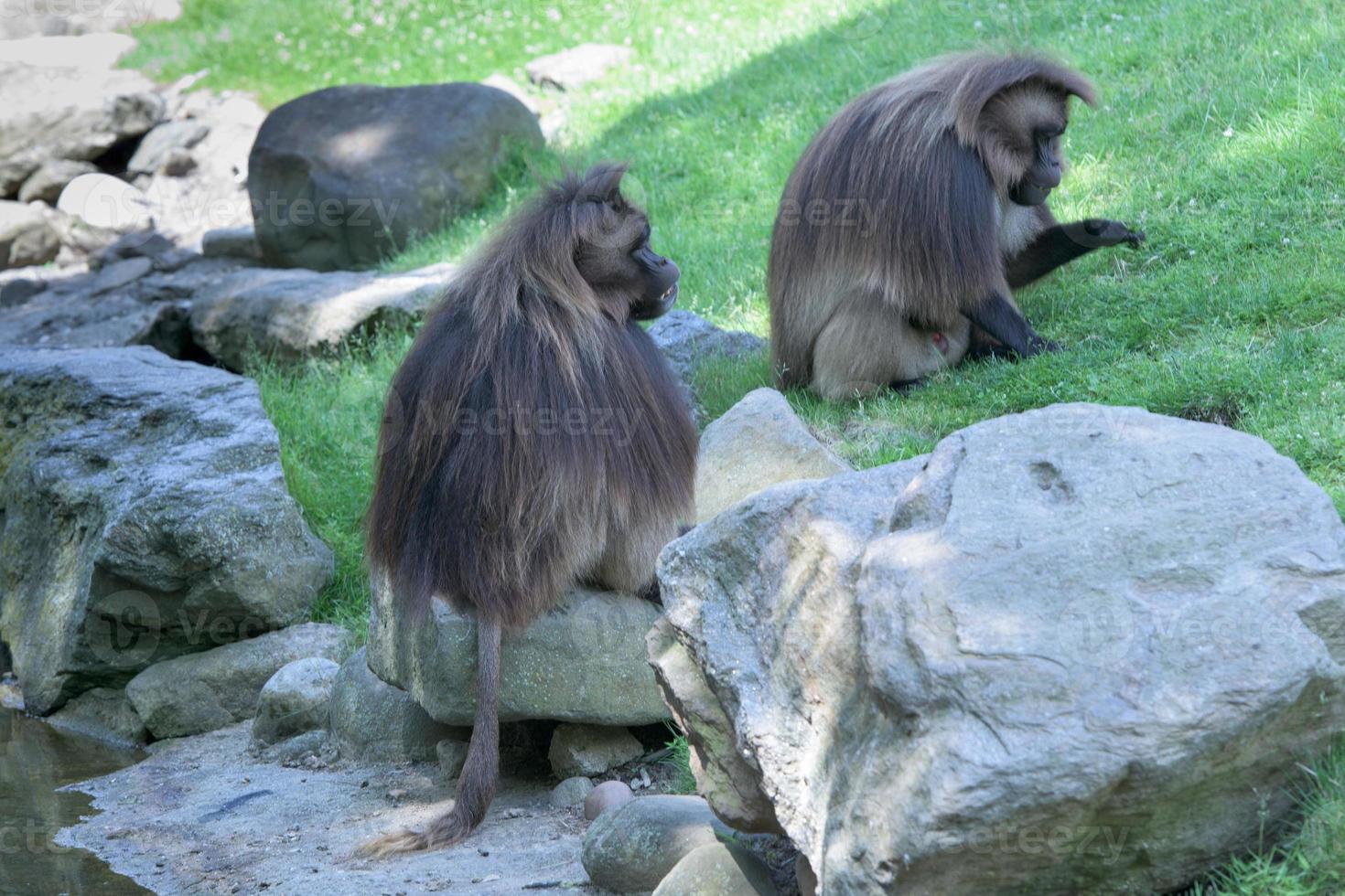 gelada baboon monkey ape portrait photo