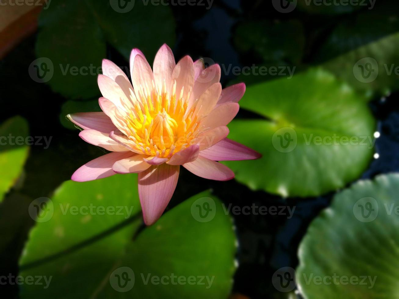 Beautiful pink lotus flower blooming. photo