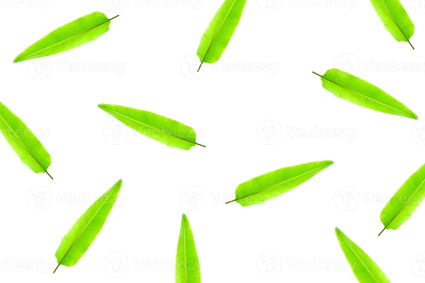Banana leaf background and wallpaper on white background. photo