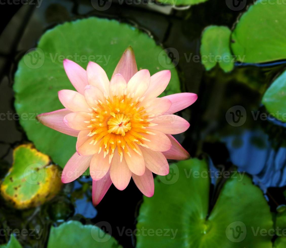 Top view Beautiful pink lotus flower blooming. photo