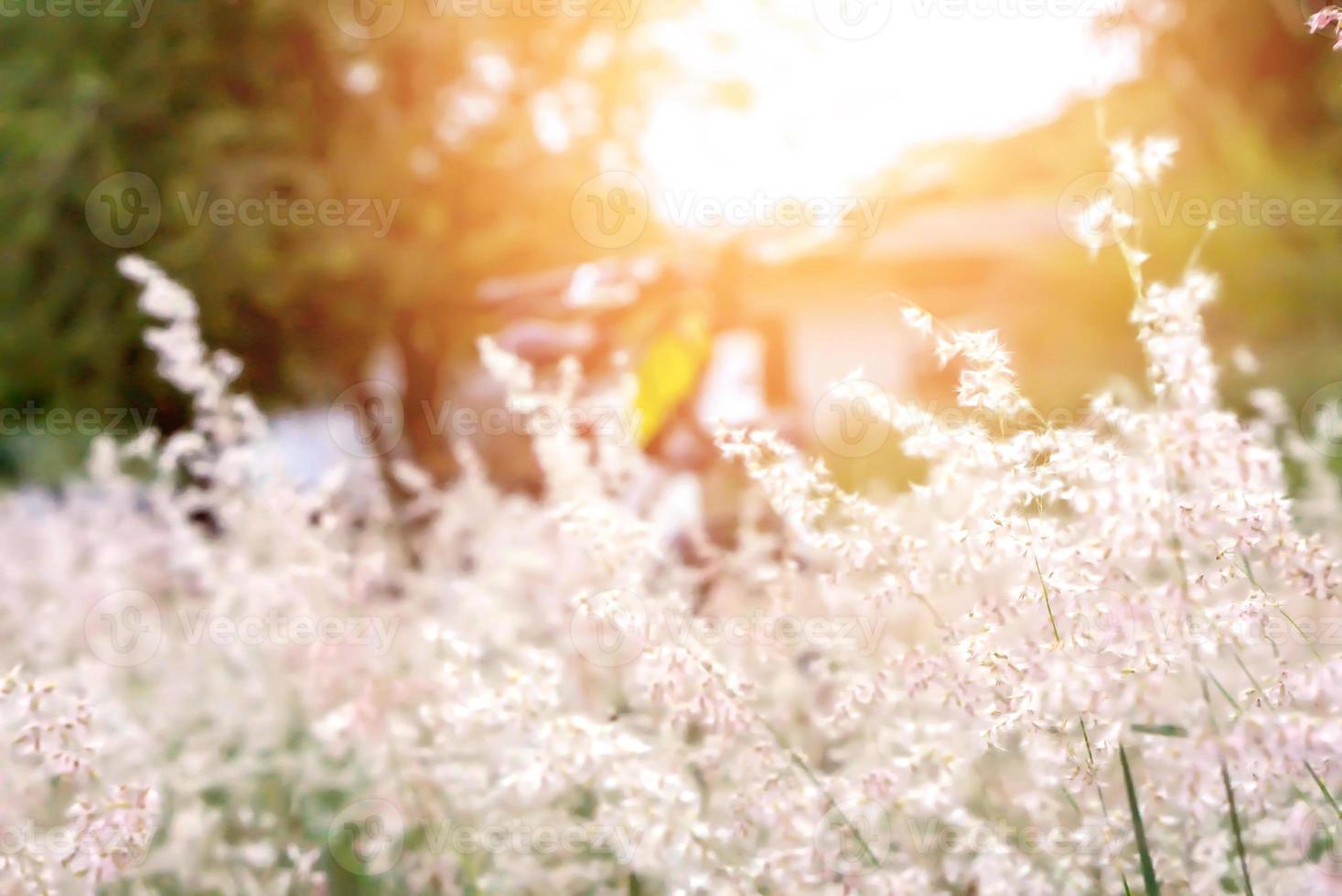 Pink Grass flowers full Blossom in evening sun. photo