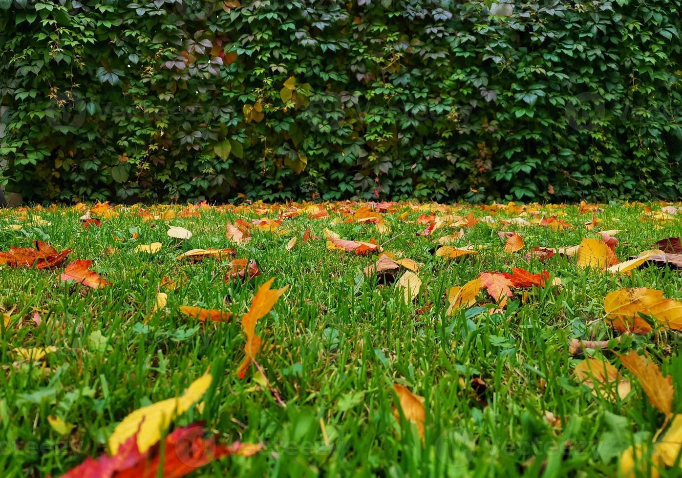 Deciduous wall background photo