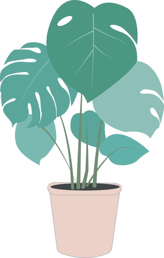 botanical monstera illustration flat design vector