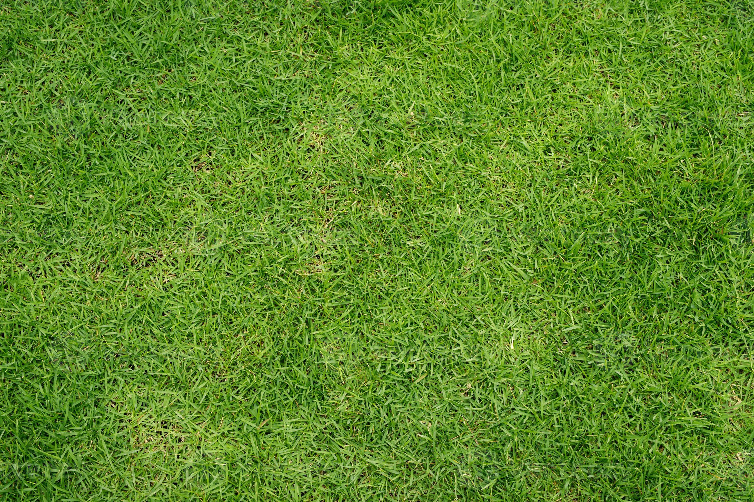 Green grass texture background Top view of bright grass garden Idea