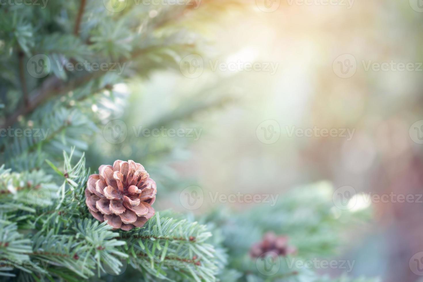 pine tree for christmas photo