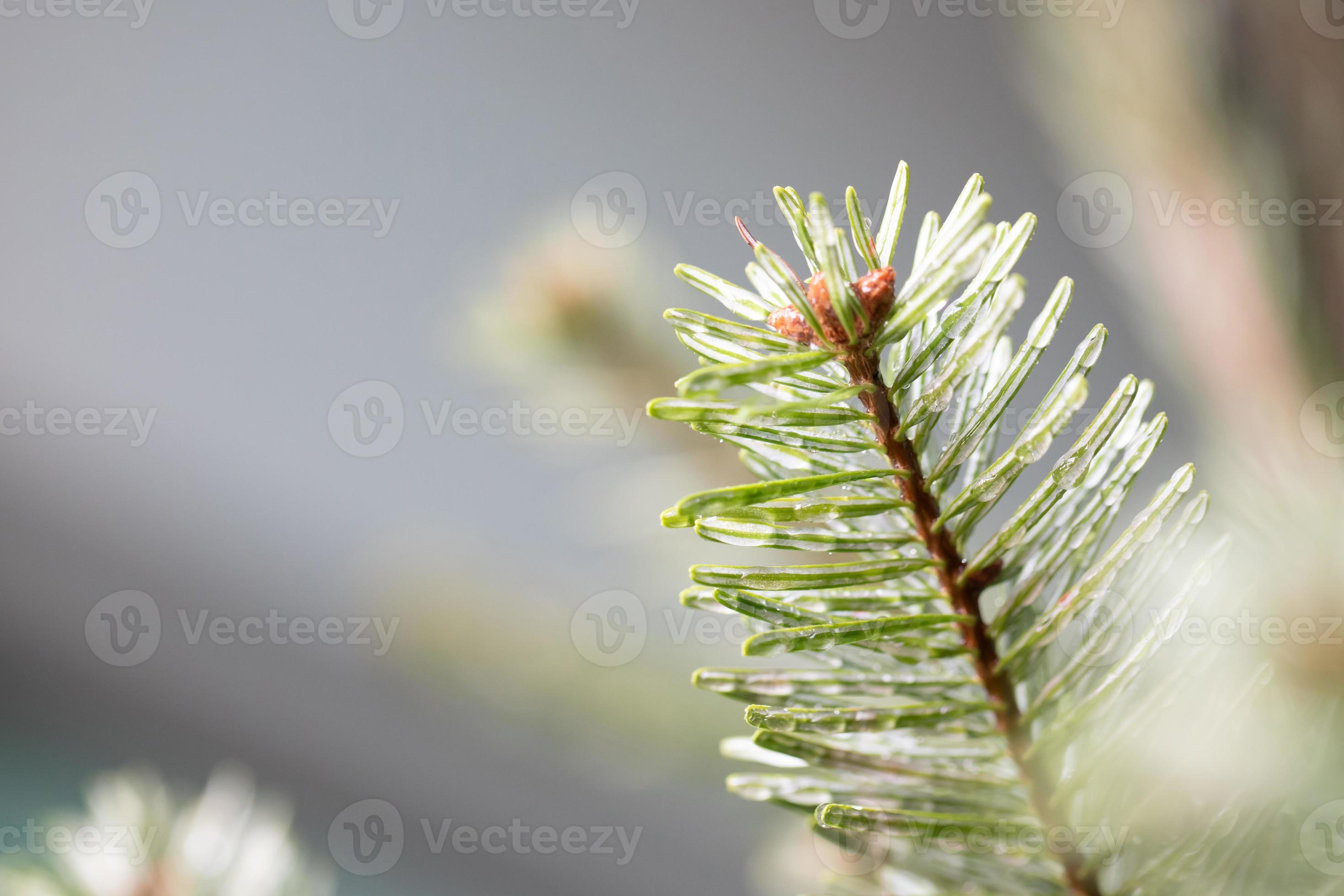pine tree for christmas 12215829 Stock Photo at Vecteezy