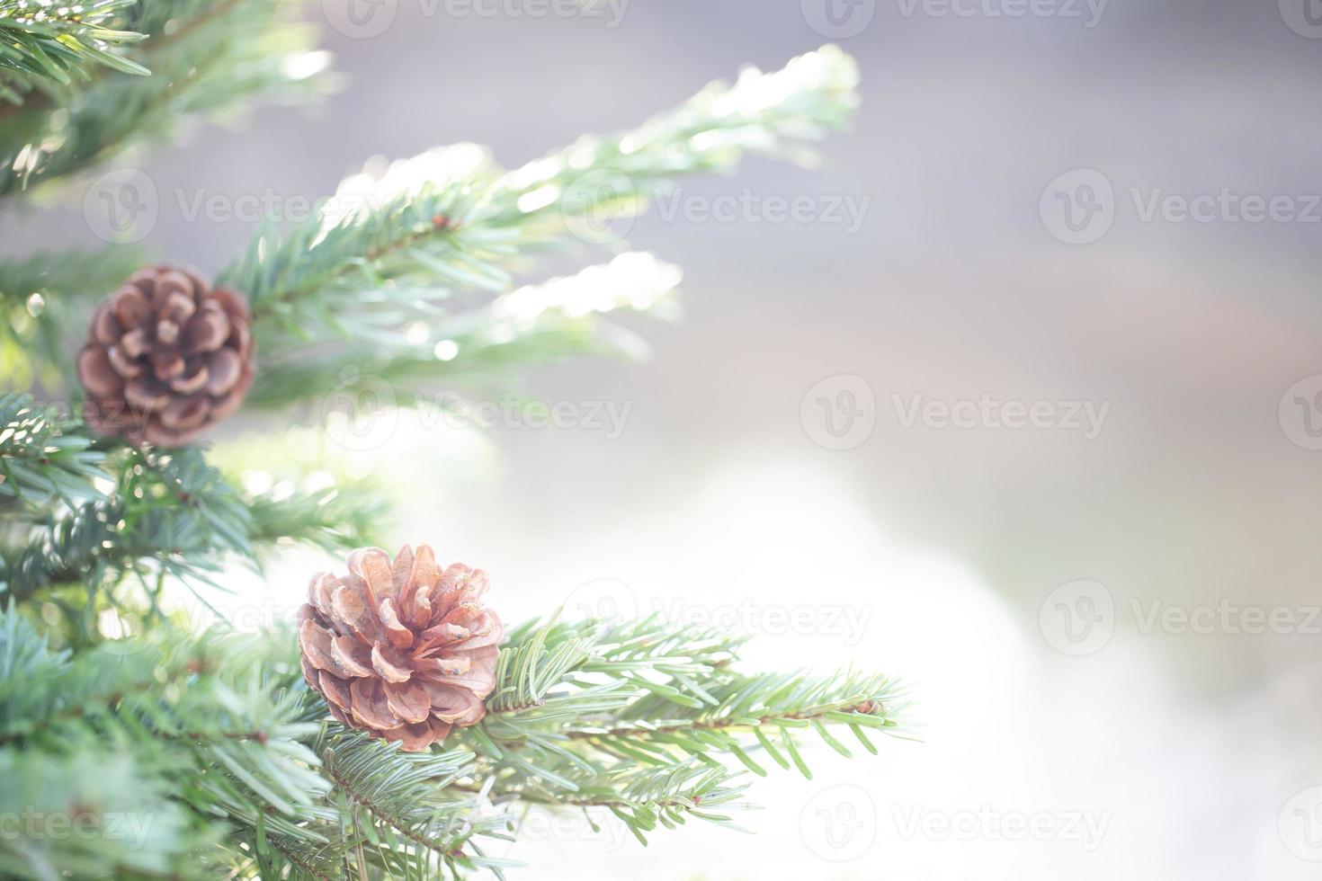 pine tree for christmas photo