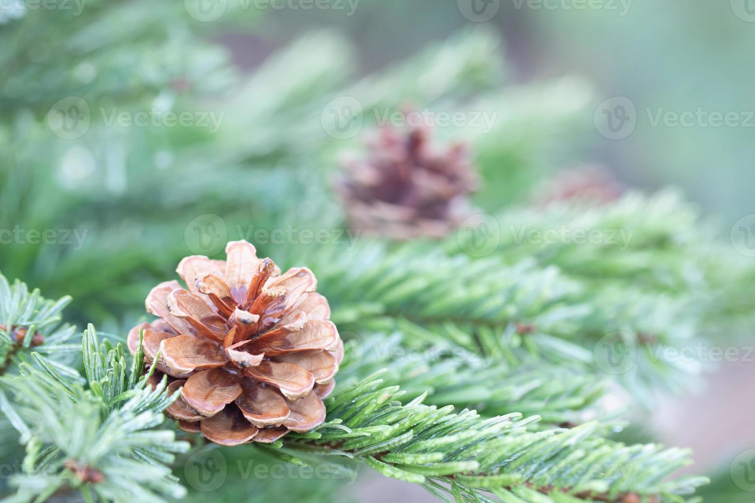 pine tree for christmas photo