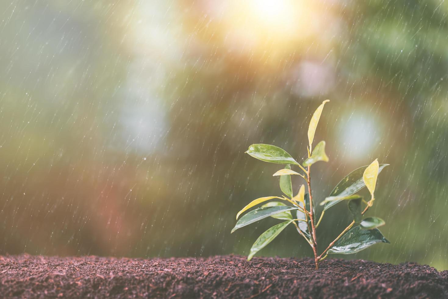 Green trees growing in the rain, water drops falling on leaves, climate change, ecological conservation concept, caring for nature and the environment, planting trees to reduce global warming. photo