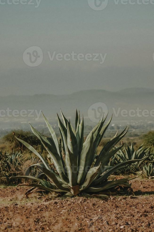 Agave Maguey Mezcal Desert Landscape background with with copys pace in mexico photo