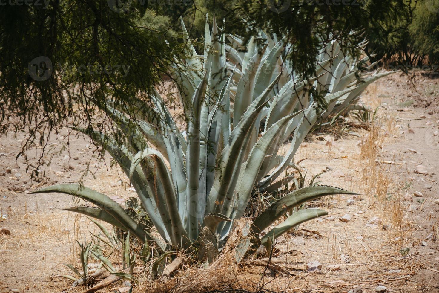 Row of maguey plants in Mexico with a blue sky background photo