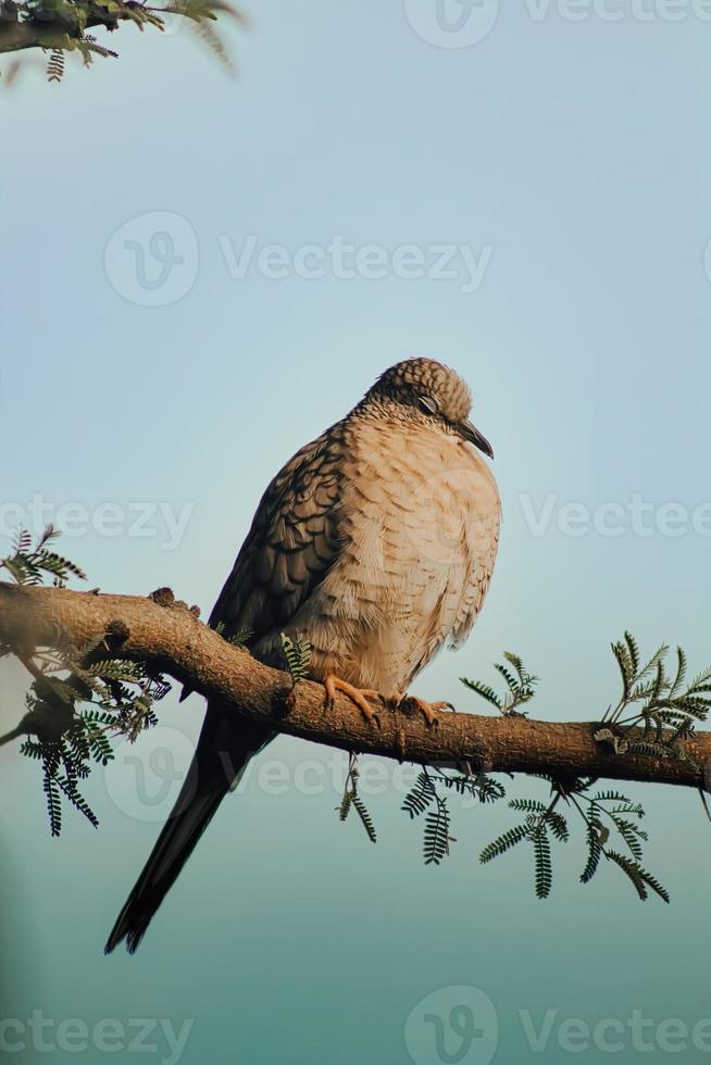 European turtle dove, streptopelia turtur, sitting perched on branch with blurred yellow background in summer at sunset. Side view of bird with grey and brown patterned feathers in nature. photo
