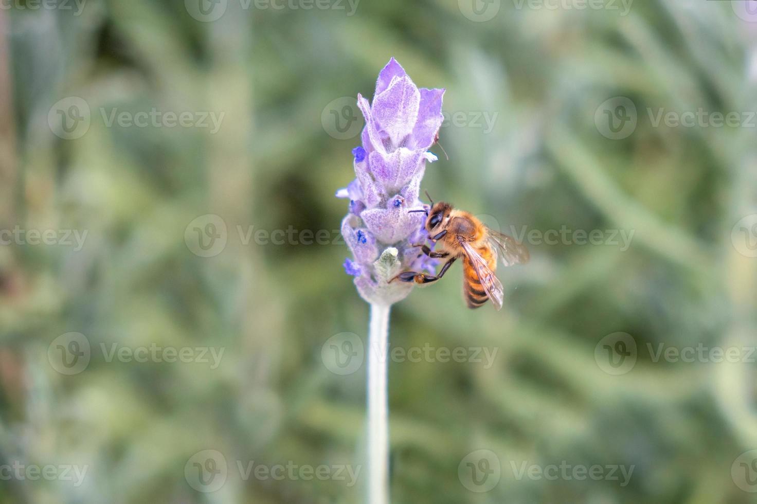 abeja polinizando flores de lavanda foto