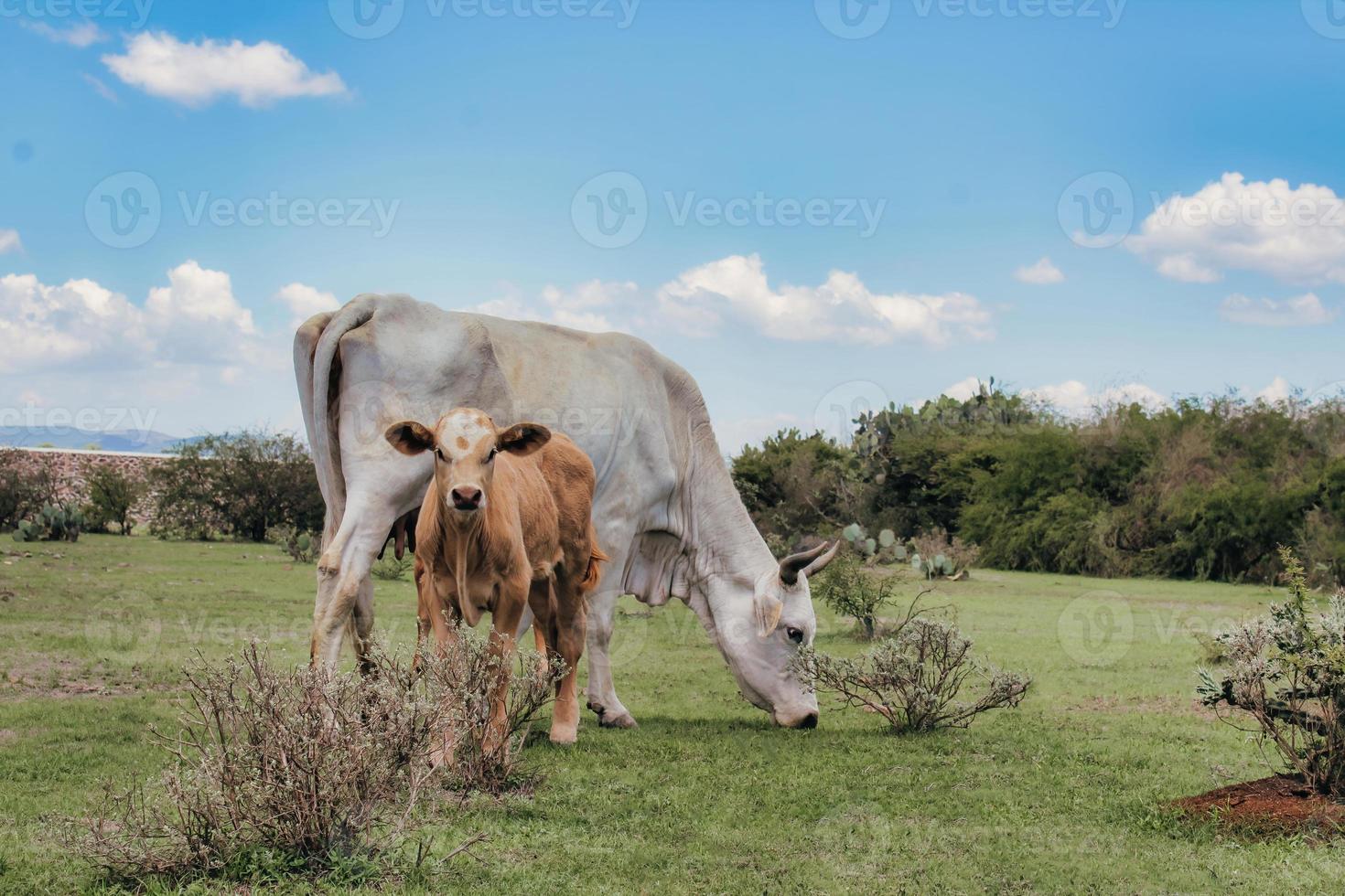 Cow with her calf in green field with blue sky and clouds in background photo