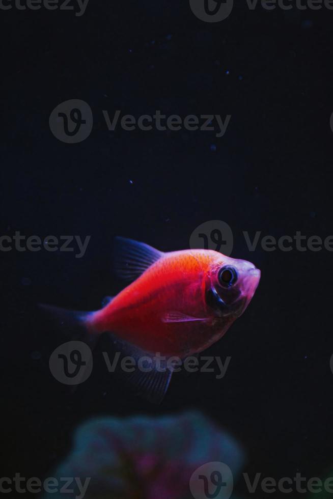 Red fish with neon colors dark background with copy space photo