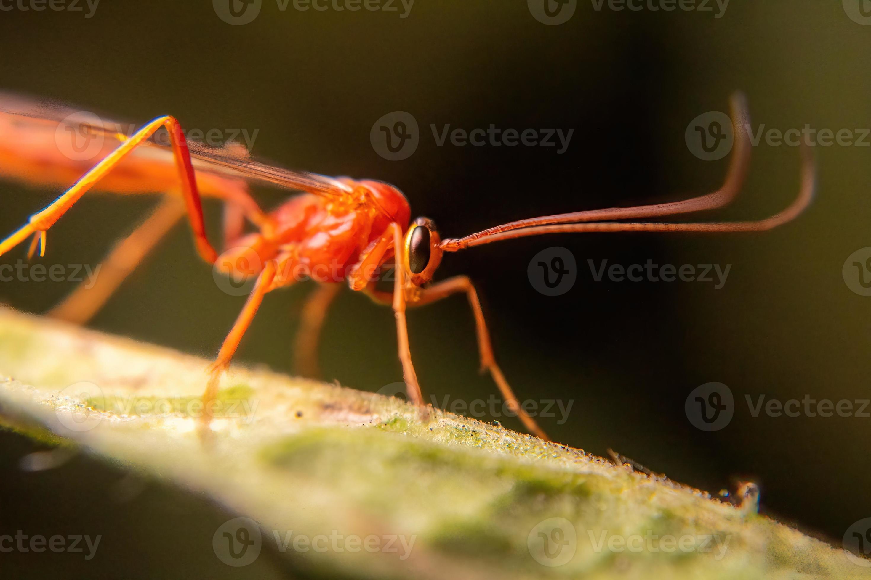 weird red bee-like insect with macro photography style 12216583 Stock Photo  at Vecteezy