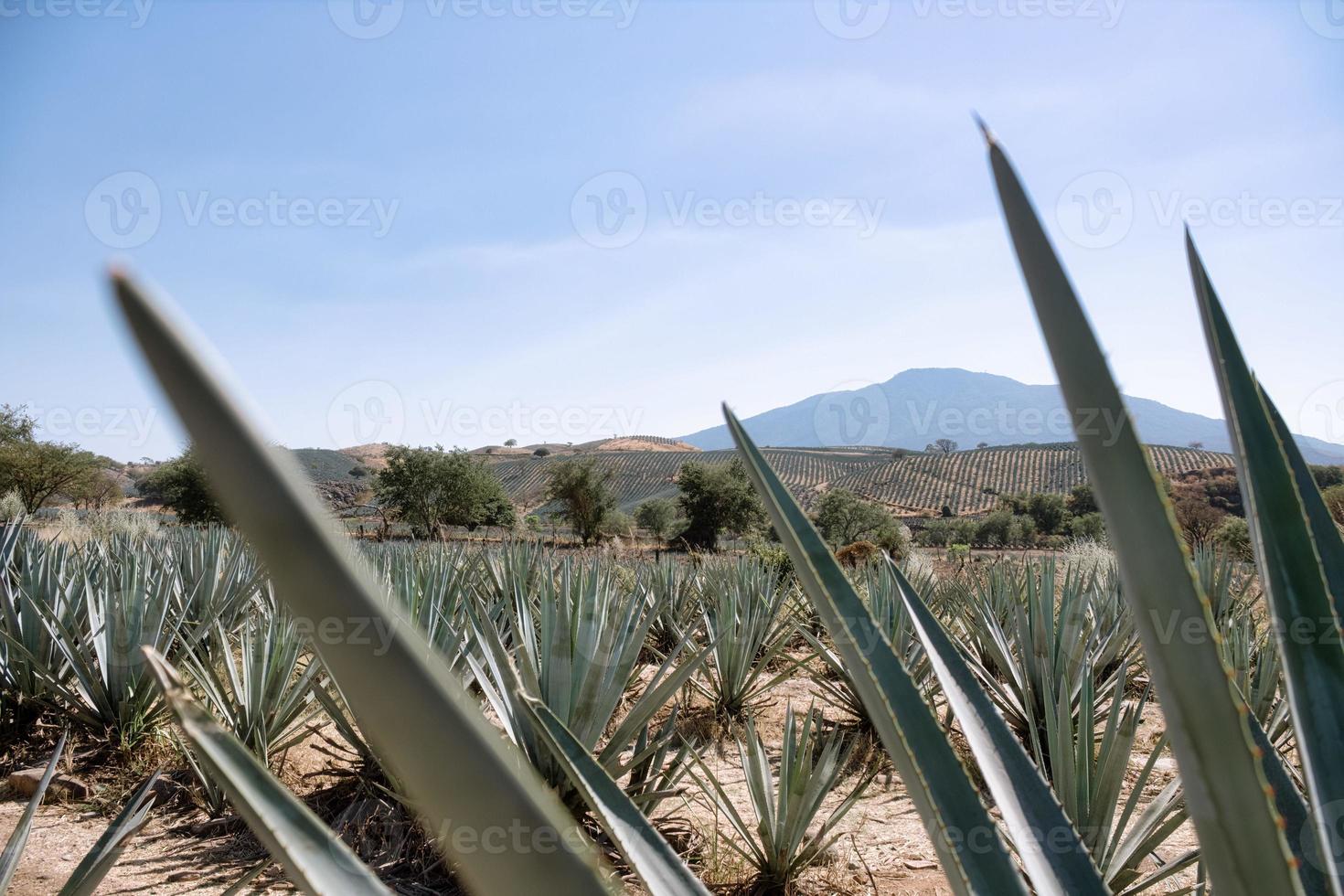 campo de agave para la producción de tequila, jalisco, méxico foto