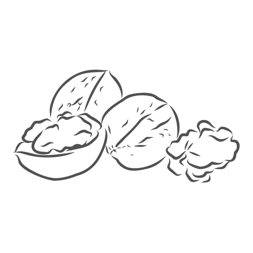 walnut vector sketch