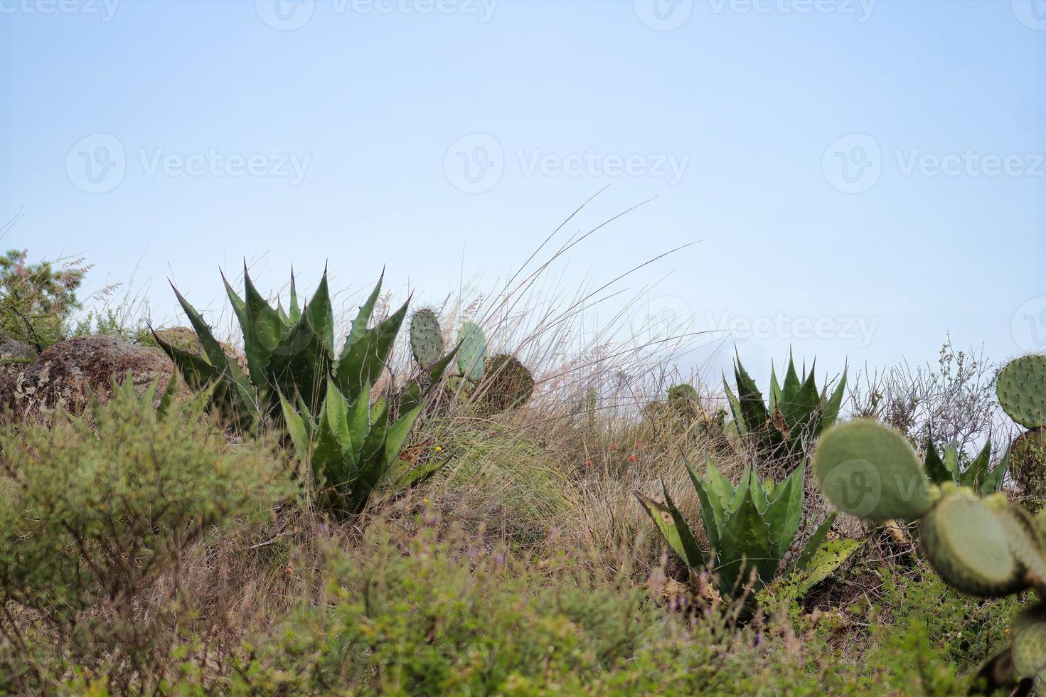 Green landscape with blue sky cactus and nopales opuntia in mexico photo