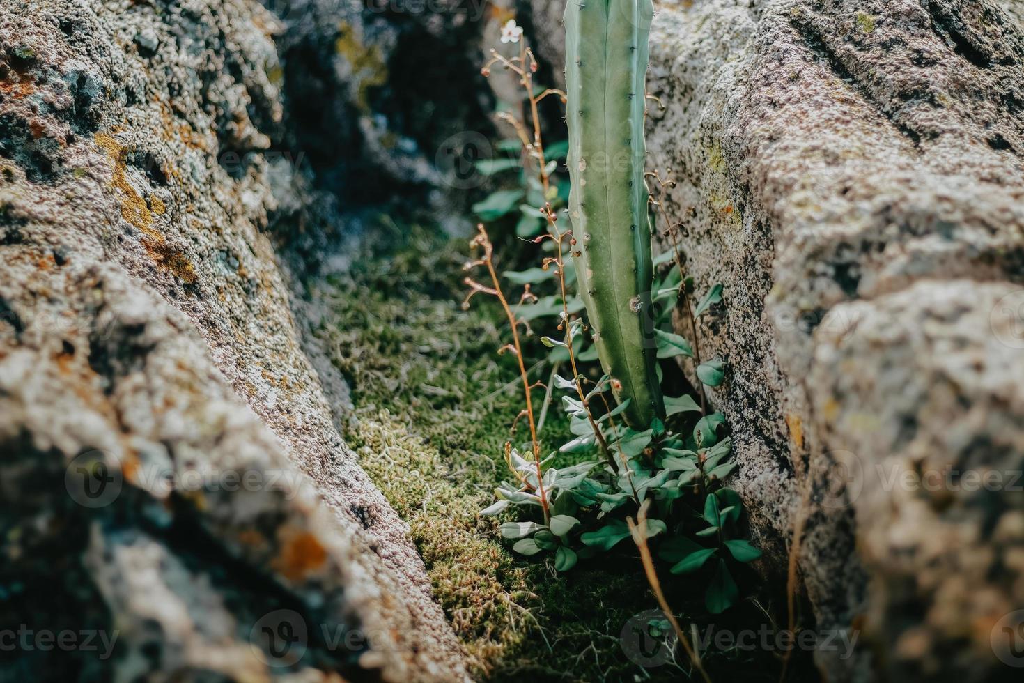 Minimalist landscape with cacti and rocks in the desert photo