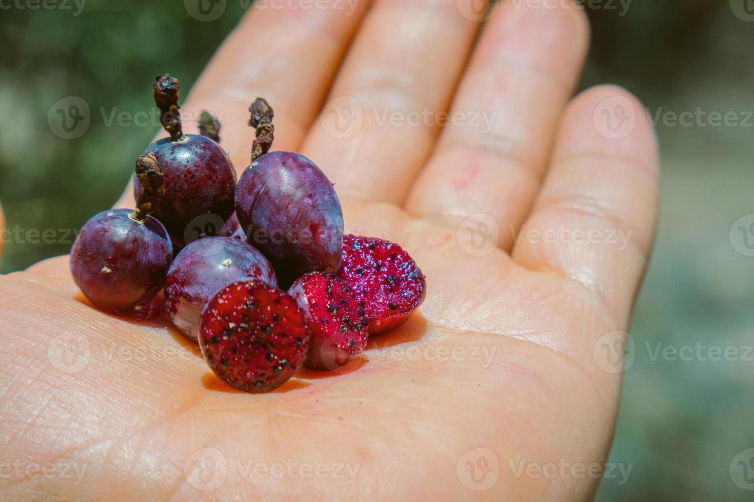 Myrtillocactus geometrizans Garambullo fruits in hand in Mexico photo