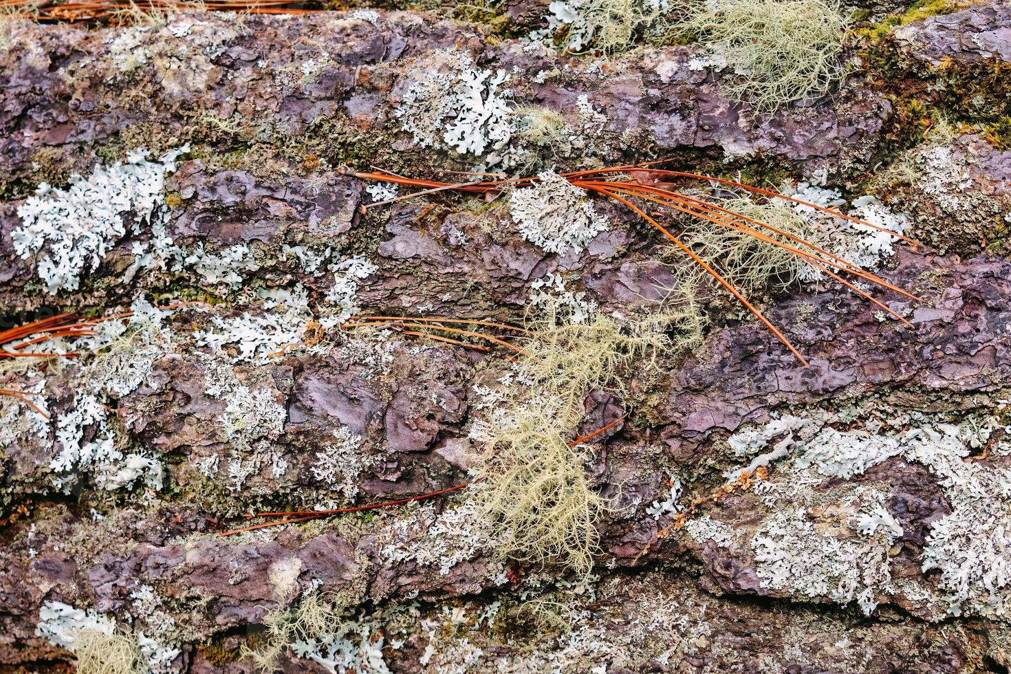 macro texture of tree bark photo