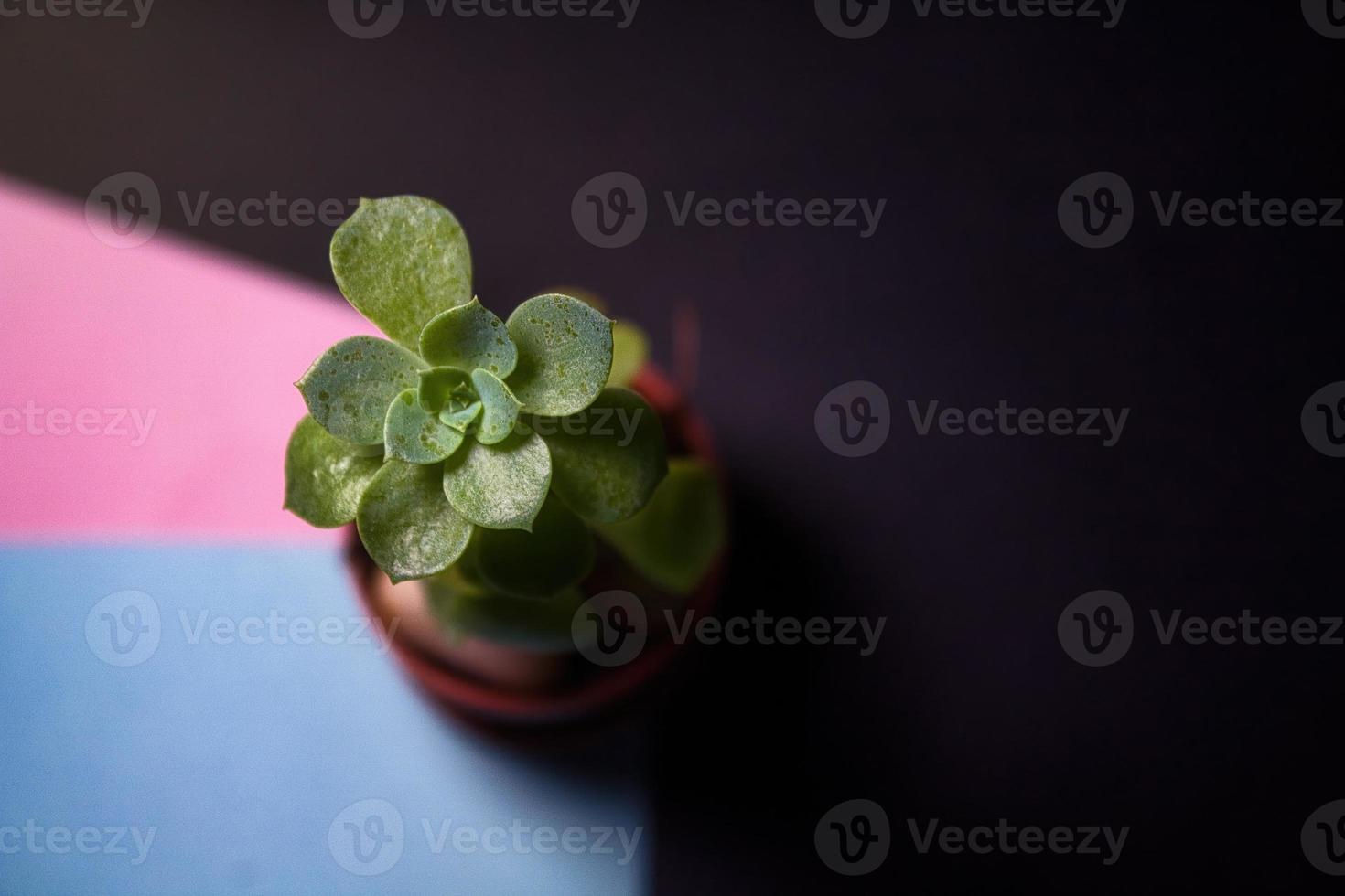 Small pot with succulent plant on colored leaves and dark background photo