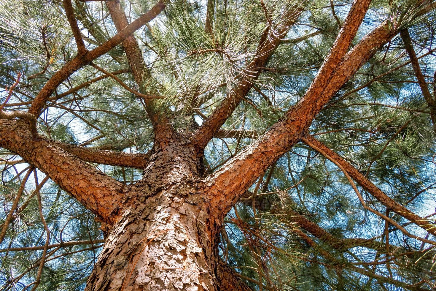 Tree trunk background with copyspace photo