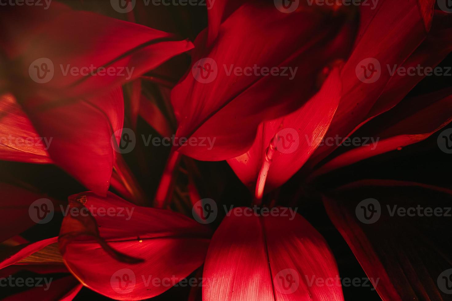 Red leafs background texture with copyspace photo
