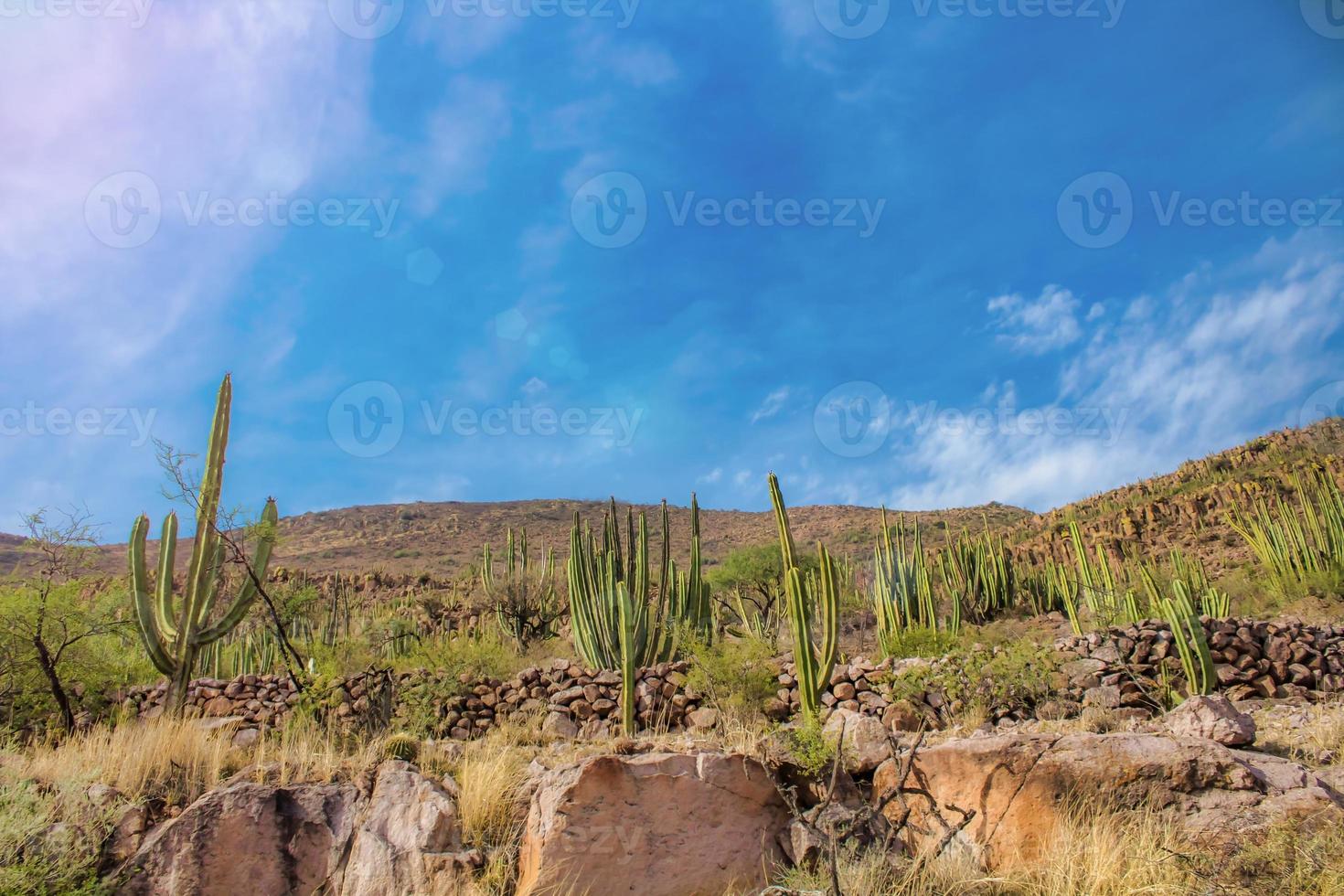 Mountain landscape with many cacti, rocks and a blue sky in the background in Guanajuato Mexico photo