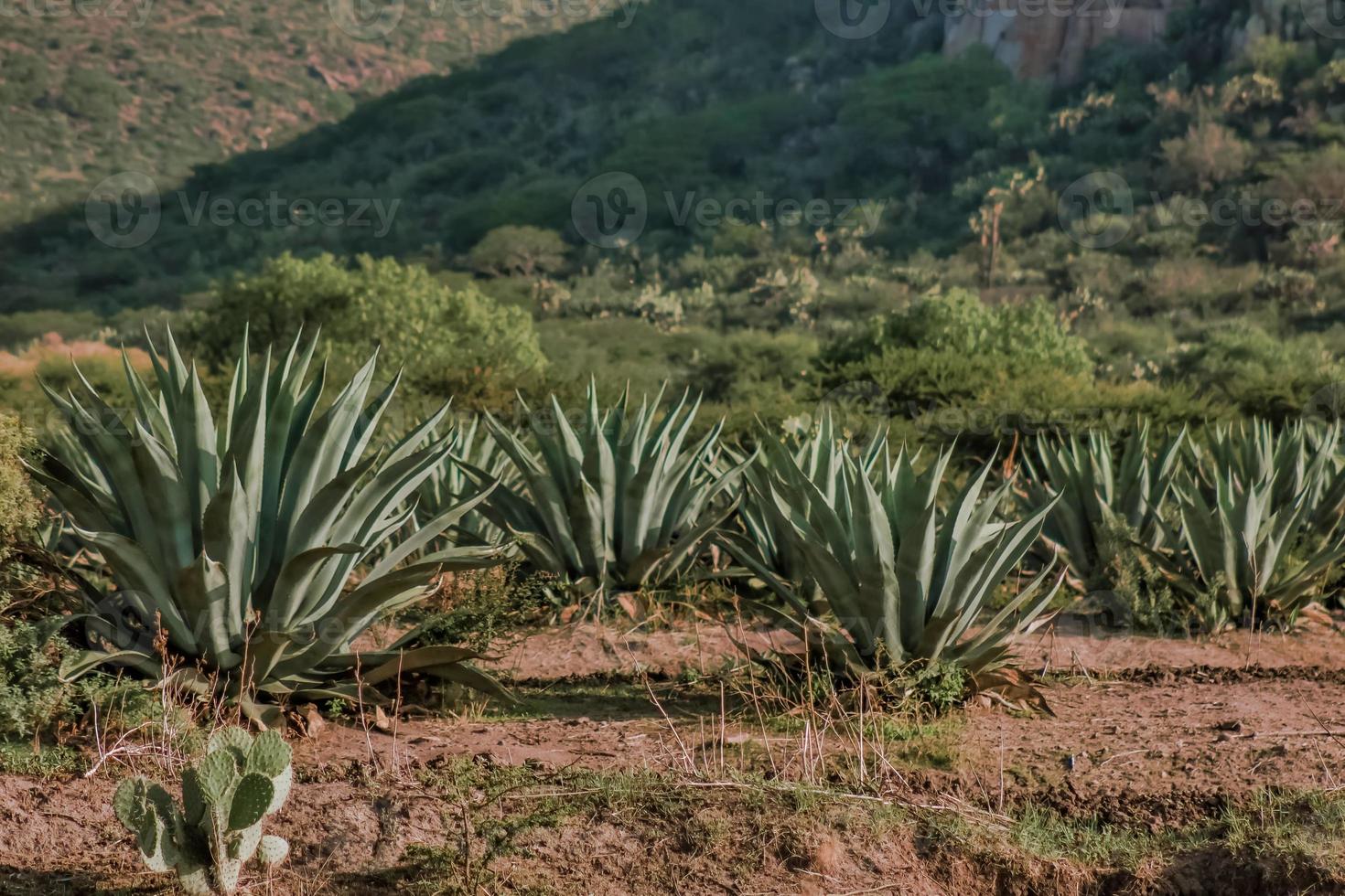 paisaje con agave maguey en guanajuato mexico foto