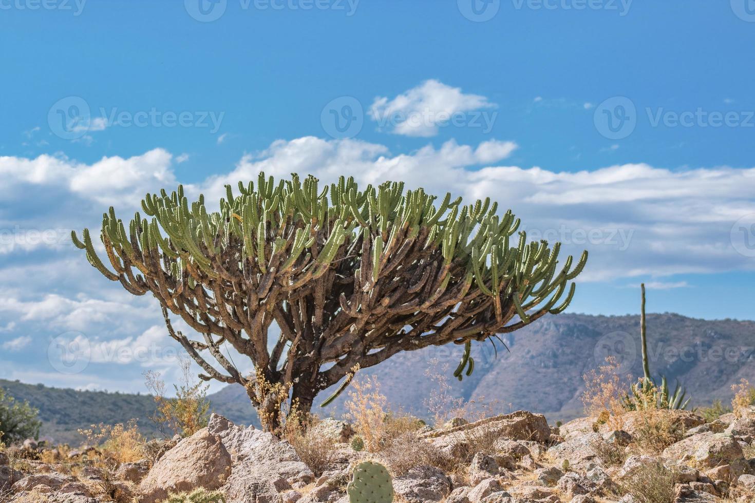 hermoso cactus garambullo con cielo de fondo en semidesierto foto