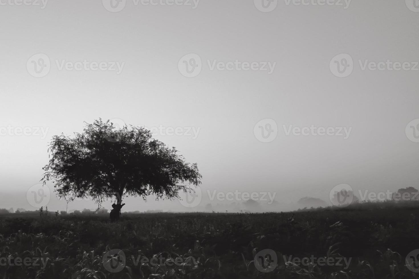 Single tree with space to the right photo