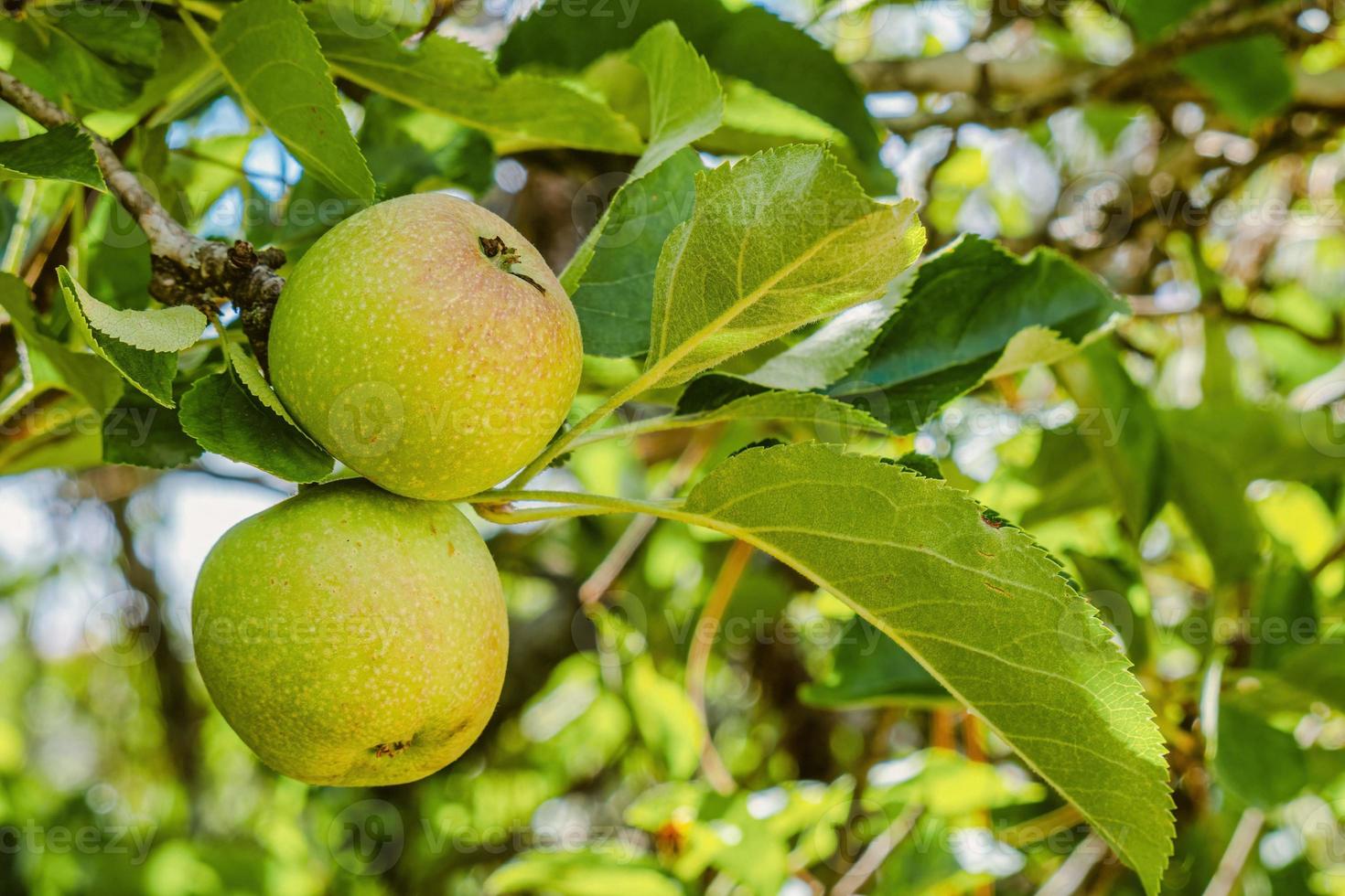 manzanas todavía en el árbol verde foto