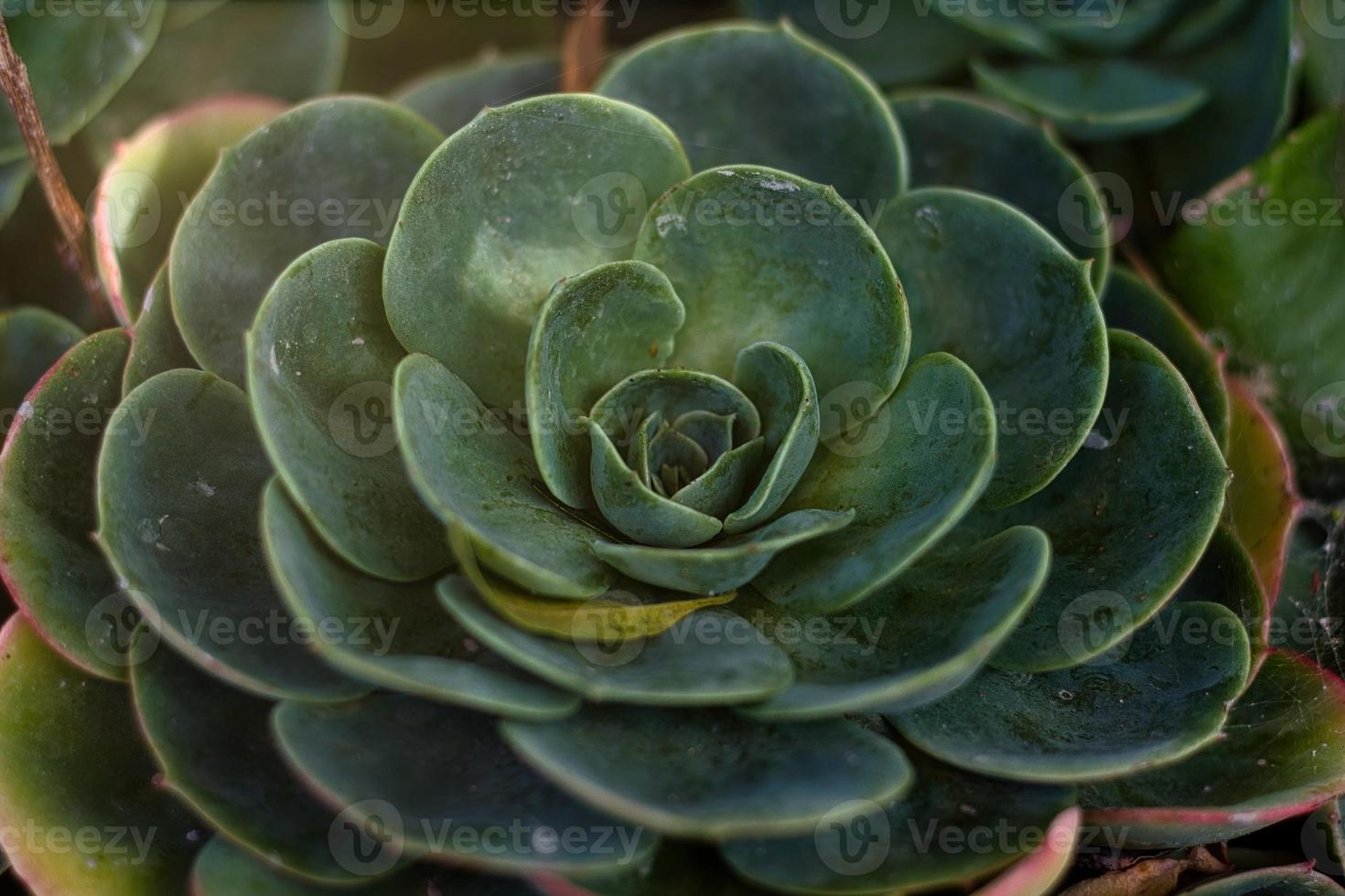 Succulent background. High quality texture of the succulent. Plant background. Selective focus. photo