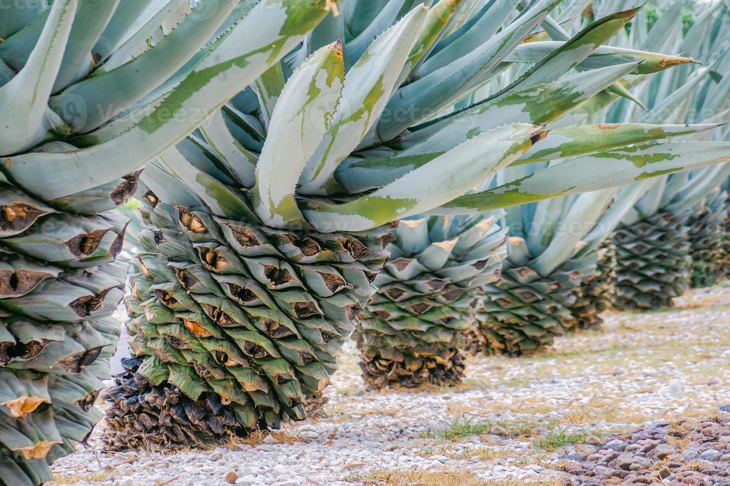 Agave leaves textured background photo